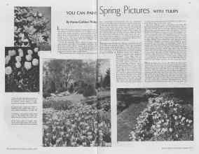 Better Homes & Gardens October 1937 Magazine Article: YOU CAN PAINT Spring Pictures WITH TULIPS