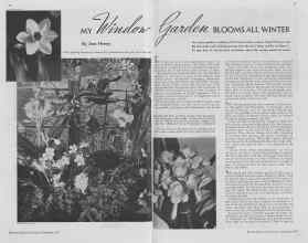 Better Homes & Gardens November 1937 Magazine Article: MY Window Garden BLOOMS ALL WINTER