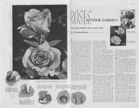 Better Homes & Gardens February 1938 Magazine Article: ROSES IN YOUR GARDEN?