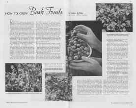 Better Homes & Gardens March 1938 Magazine Article: HOW TO GROW Bush Fruits