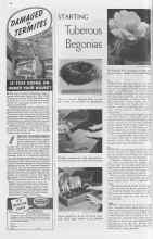 Better Homes & Gardens April 1938 Magazine Article: STARTING Tuberous Begonias