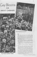 Better Homes & Gardens June 1938 Magazine Article: Gay Blooms FOR ERRANT GARDENERS