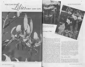Better Homes & Gardens July 1938 Magazine Article: YOU CAN HAVE Lilies EARLY AND LATE