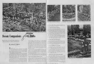Better Homes & Gardens October 1938 Magazine Article: Bosom Companions for Bulbs