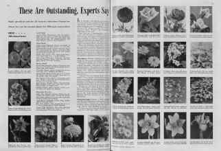 Better Homes & Gardens February 1939 Magazine Article: These Are Outstanding, Experts Say