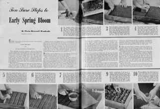 Better Homes & Gardens March 1939 Magazine Article: Ten Sure Steps to Early Spring Bloom