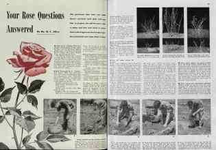 Better Homes & Gardens April 1939 Magazine Article: Your Rose Questions Answered