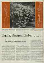 Better Homes & Gardens May 1939 Magazine Article: Clematis, Glamorous Climbers