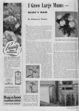 Better Homes & Gardens May 1939 Magazine Article: I Grow Large Mums HERE'S HOW