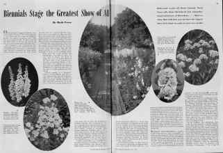 Better Homes & Gardens July 1939 Magazine Article: Biennials Stage the Greatest Show of All