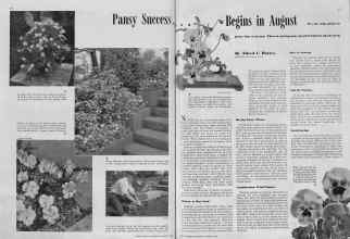 Better Homes & Gardens August 1939 Magazine Article: Pansy Success Begins in August