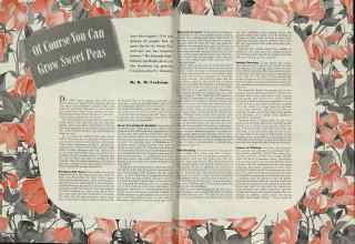 Better Homes & Gardens September 1939 Magazine Article: of Course You Can Grow Sweet Peas