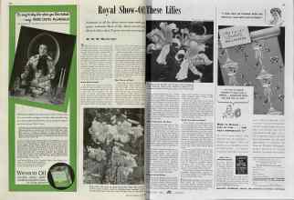 Better Homes & Gardens September 1939 Magazine Article: Royal Show-Off These Lilies