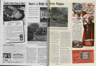 Better Homes & Gardens September 1939 Magazine Article: There's a Hedge for Every Purpose