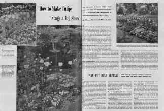 Better Homes & Gardens May 1940 Magazine Article: How to Make Tulips Stage a Big Show