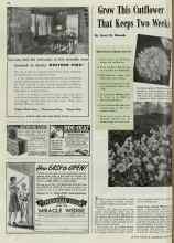 Better Homes & Gardens June 1940 Magazine Article: Grow This Cutflower That Keeps Two Weeks