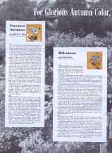 Better Homes & Gardens September 1940 Magazine Article: Heleniums
