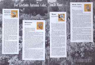 Better Homes & Gardens September 1940 Magazine Article: Japanese Anemone