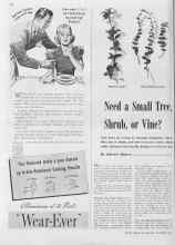 Better Homes & Gardens October 1940 Magazine Article: Need a Small Tree, Shrub, or Vine?
