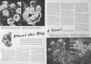 Better Homes & Gardens October 1940 Magazine Article: Plant the Big 4 Now!
