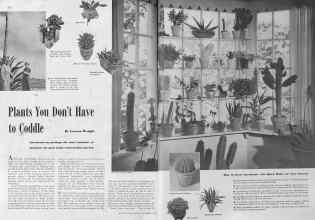 Better Homes & Gardens November 1940 Magazine Article: Plants You Don't Have to Coddle