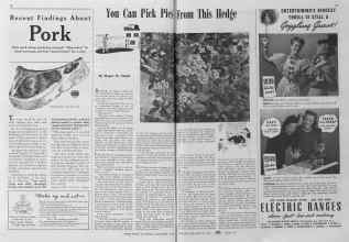 Better Homes & Gardens November 1940 Magazine Article: You Can Pick Pies From This Hedge