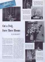 Better Homes & Gardens March 1941 Magazine Article: Cut a Twig, Force These Blooms