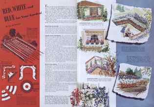 Better Homes & Gardens March 1941 Magazine Article: RED, WHITE and BLUE for Your Garden!