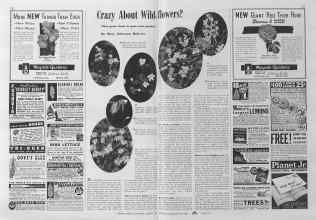 Better Homes & Gardens March 1941 Magazine Article: Crazy About Wild-flowers? flowers?