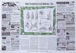 Better Homes & Gardens March 1941 Magazine Article: Your Evergreens Need Haircuts, Too
