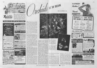 Better Homes & Gardens April 1941 Magazine Article: Orchids AT 30 BELOW