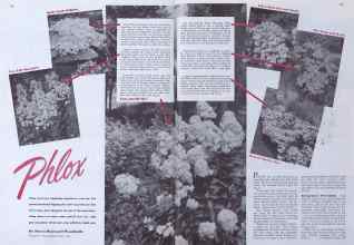 Better Homes & Gardens May 1941 Magazine Article: Phlox