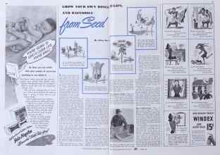 Better Homes & Gardens May 1941 Magazine Article: GROW YOUR OWN ROSES TULIPS AND DAFFODILS From Seed
