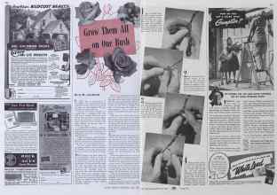 Better Homes & Gardens June 1941 Magazine Article: Grow Them All on One Bush