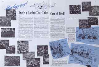 Better Homes & Gardens August 1941 Magazine Article: Hey, lazy guy! Here's a Garden That Takes Care of Itself