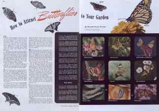 Better Homes & Gardens August 1941 Magazine Article: How to Attract Butterflies to Your Garden