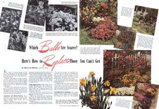 Better Homes & Gardens September 1941 Magazine Article: Which Bulbs Are Scarce? Here's How to Replace Those You Can't Get