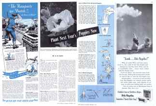 Better Homes & Gardens September 1941 Magazine Article: Plant Next Year's Poppies Now