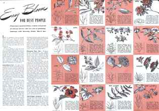Better Homes & Gardens October 1941 Magazine Article: Easy Bloom FOR BUSY PEOPLE