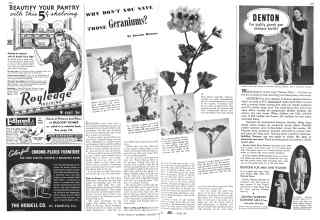 Better Homes & Gardens October 1941 Magazine Article: WHY DON'T YOU SAVE THOSE Geraniums?