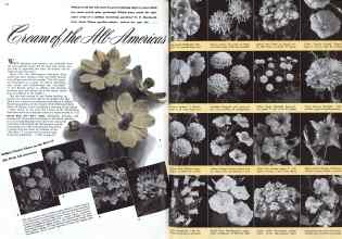 Better Homes & Gardens February 1942 Magazine Article: Cream of the All-Americas