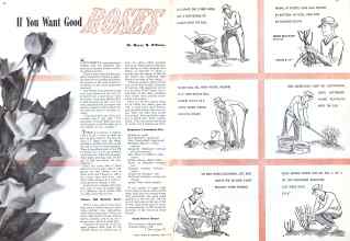 Better Homes & Gardens April 1942 Magazine Article: If You Want Good ROSES