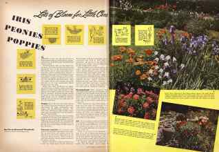 Better Homes & Gardens May 1942 Magazine Article: Lots of Bloom for Little Care IRIS PEONIES POPPIES
