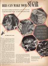 Better Homes & Gardens July 1942 Magazine Article: BEES CAN MAKE YOUR SUGAR