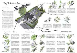 Better Homes & Gardens July 1942 Magazine Article: They'll Grow on You These Hedqes