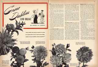 Better Homes & Gardens September 1942 Magazine Article: Grow Dahlias AND BRAG!