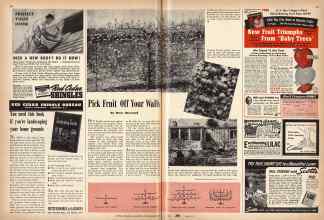 Better Homes & Gardens September 1942 Magazine Article: Pick Fruit Off Your Walls