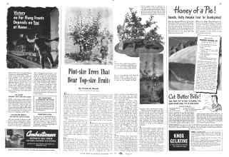 Better Homes & Gardens November 1942 Magazine Article: Pint-size Trees That Bear Top-size Fruits