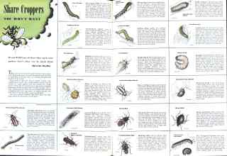 Better Homes & Gardens May 1943 Magazine Article: Share Croppers YOU WON'T WANT