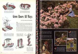 Better Homes & Gardens February 1944 Magazine Article: Grow Roses All Ways